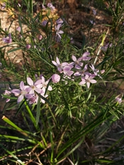 Eriostemon australasius