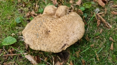 Caloboletus radicans