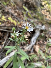 Symphyotrichum greatae