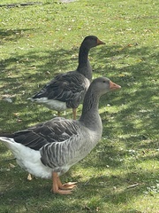 Anser anser domesticus