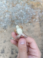 Pelophylax ridibundus