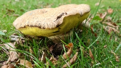 Caloboletus radicans