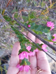 Boronia serrulata