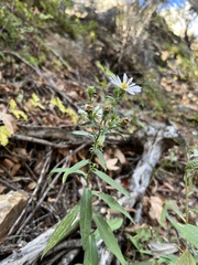 Symphyotrichum greatae