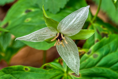 Trillium
