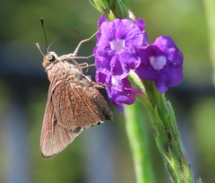 Asbolis capucinus