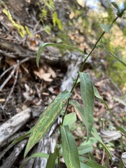 Symphyotrichum greatae