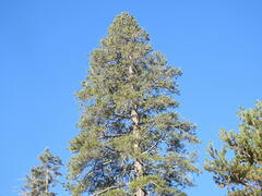 Pinus contorta