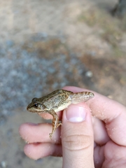 Pelophylax ridibundus