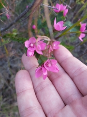 Boronia serrulata