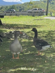 Anser anser domesticus