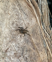 Plexippus paykulli