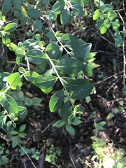 Forestiera