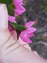 Boronia serrulata