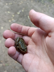 Pelophylax ridibundus
