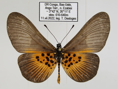 Acraea vestalis
