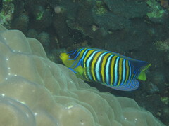 Pygoplites diacanthus