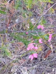 Boronia serrulata