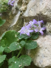 Campanula elatinoides