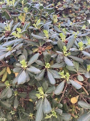Pittosporum