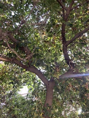 Pittosporum
