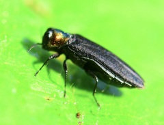 Agrilus ruficollis