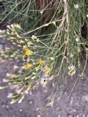 Lepidospartum squamatum