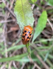 Cosmoscarta septempunctata