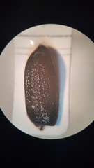 Sinodendron cylindricum