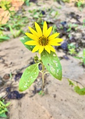 Helianthus hirsutus
