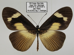 Acraea paragea
