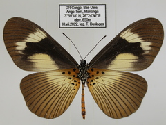 Acraea paragea