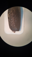 Sinodendron cylindricum