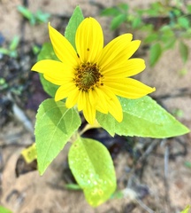 Helianthus hirsutus