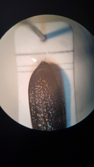 Sinodendron cylindricum