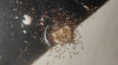 Trichomyrmex destructor