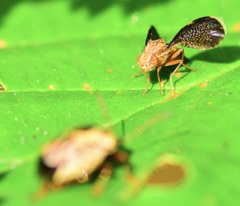 Eutreta noveboracensis