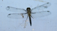 Brachydiplax sobrina