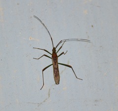 Leptocorisini