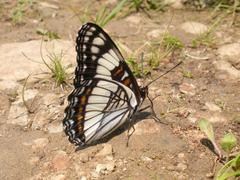 Limenitis weidemeyerii