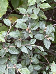 Cotoneaster franchetii