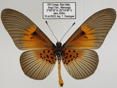 Acraea alcinoe alcinoe