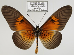 Acraea alcinoe alcinoe