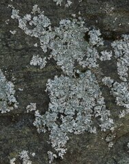 Physcia caesia