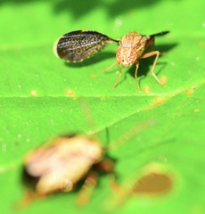 Eutreta noveboracensis