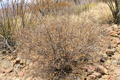 Lippia graveolens