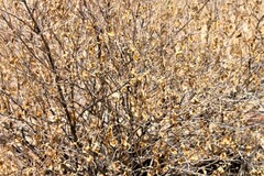 Lippia graveolens