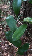 Smilax smallii