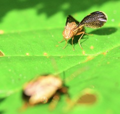 Eutreta noveboracensis