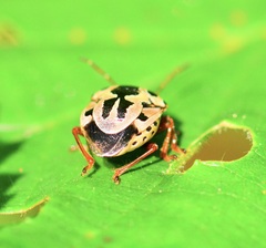 Eutreta noveboracensis